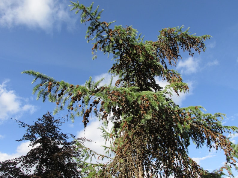 Larch Cones 100 Natural 'cedar Rose' Tiny 'pine Etsy