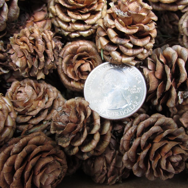 Larch Cones, 100 Natural, 'Cedar Rose', Tiny 'Pine Cones', Forest Woodland, Craft DIY, Wedding ,Holiday Home Decorating Jar Filler Potpourri