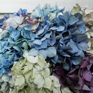 CLEARANCE Getrocknete Hortensienblüten 12 Stiele, Blau, Grün, Creme, Burgund, große Menge, rustikaler Blumenstrauß, Primitive, DIY Handwerk Wohnkultur Geschenk