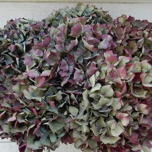 6 grosses tiges d'hortensia séchées, vert clair, bleu et violet bordeaux foncé