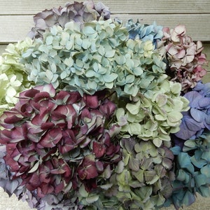 Dried Hydrangea Flowers 12 Stems Light Blue, Purple, Lavender, Cream  Mix for Bouquets, Home Decor, Weddings, DIY Crafts, Farmhouse Florals