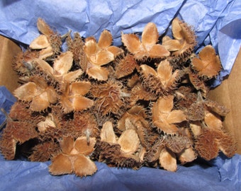 Vainas de haya, más de 100, cáscaras de nuez, relleno para cuencos, popurrí, vainas de semillas, bosque, manualidades navideñas, decoración rústica para bodas y casas de campo.