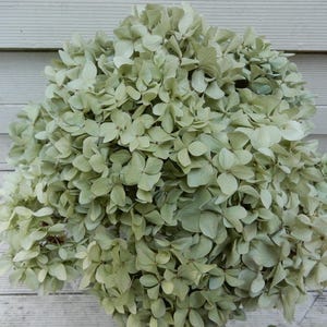May include: A large, rounded cluster of dried hydrangea flowers featuring muted, pale sage green petals. The dense, spherical bloom is composed of numerous small, overlapping four-petaled florets, creating a textured, organic appearance.