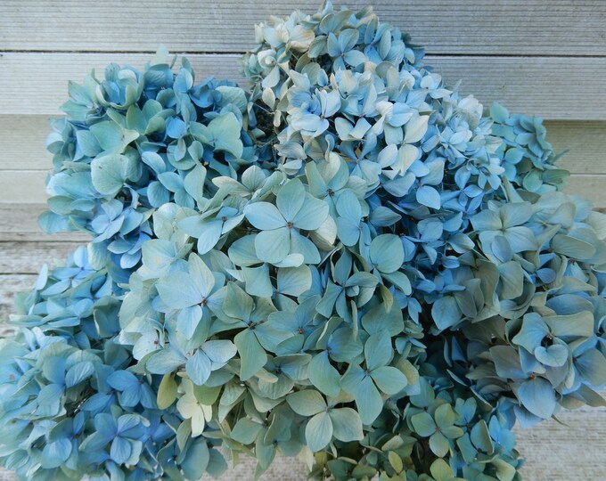 Dried Hydrangea Flowers 8 Stems Light Blue Green Cream - Etsy