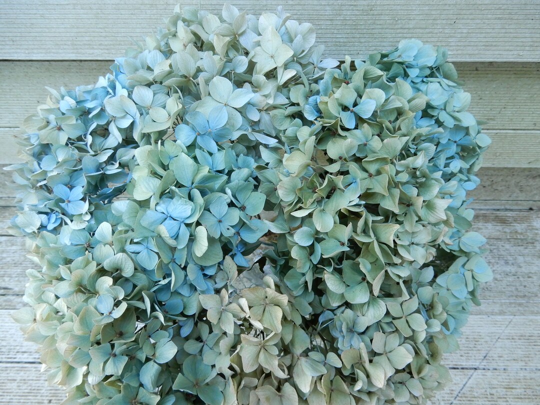 Dried Hydrangea Flowers 8 Stems Very Light Blue Green and - Etsy