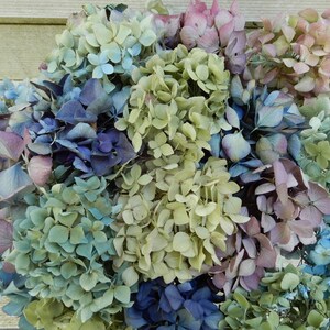 Dried Hydrangea Flowers 24 Sm. Stems Lt Blue, Purple, Lavender, Cream Mix for Bouquets, Home Decor, Weddings, DIY Crafts, Farmhouse Florals