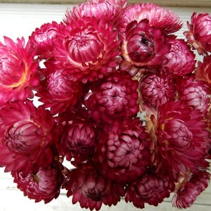 Dried Burgundy Straw Flowers 25 With Long Wired Stems for Bouquets, Floral Supply, Crafts, Weddings, Home Decor, Rustic, Cottage Wildflowers