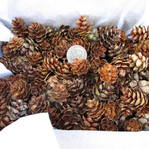 Hemlock Cones 300 Tiny &#39;Pine Cones&#39; Natural Forest Woodland Wedding Rustic Craft DIY Holiday Home Decorating Jar Filler Potpourri