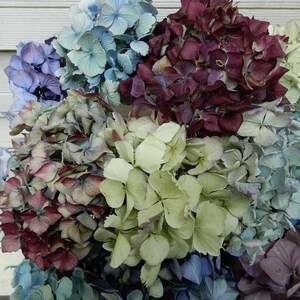 ドライアジサイの花 12 本 ライトブルー、パープル、ラベンダー、クリームミックス ブーケ、ホームデコレーション、結婚式、DIY クラフト、ファームハウス フローラル用