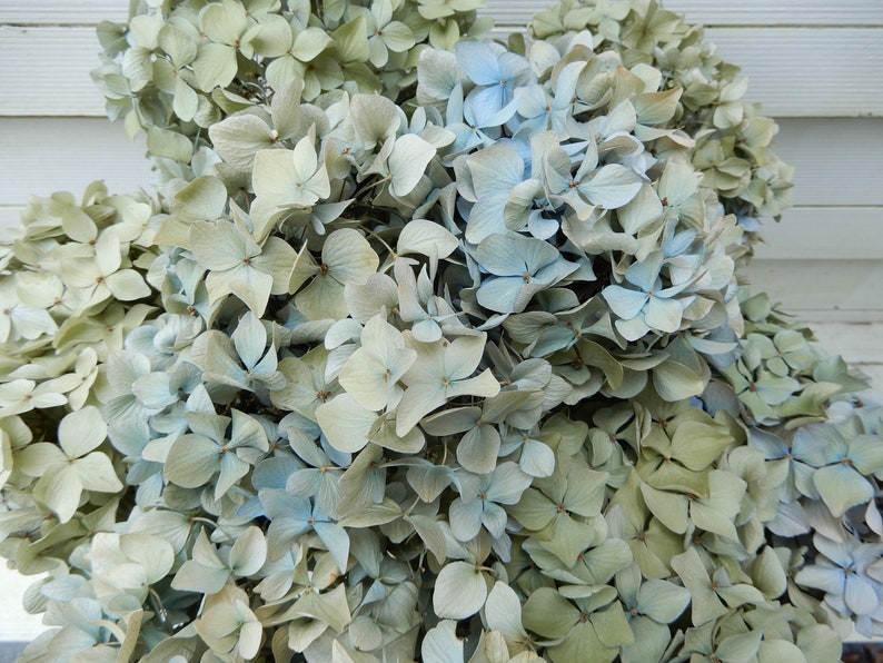 Green and Cream Soft Color Floral Farmhouse Bouquet Dried Hydrangea Flowers 8 Stems Very Light Blue Wedding Rustic Cottage Decor Craft