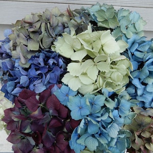 Dried Hydrangea Flowers 12 Stems Light Blue, Purple, Lavender, Cream  Mix for Bouquets, Home Decor, Weddings, DIY Crafts, Farmhouse Florals