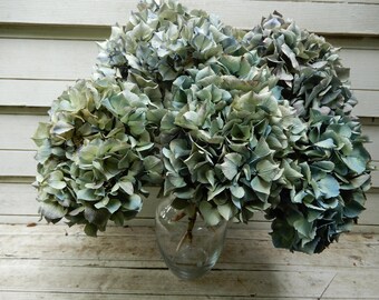 Flores de hortensia secas en blanco crema, azul y morado, 8 tallos, ramo tradicional, decoración del hogar, manualidades, bodas, flores naturales.