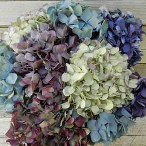 Dried Hydrangea Flowers 12 Stems Light Blue, Purple, Lavender, Cream  Mix for Bouquets, Home Decor, Weddings, DIY Crafts, Farmhouse Florals