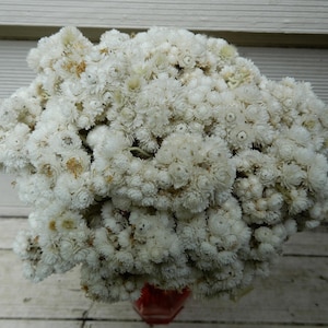 Dried White Pearly Everlasting Flower Mini Straw flowers  50 Sm. Stems Wedding, Bouquets, Potpourri, Rustic, Woodland, Farmhouse, Wildflower