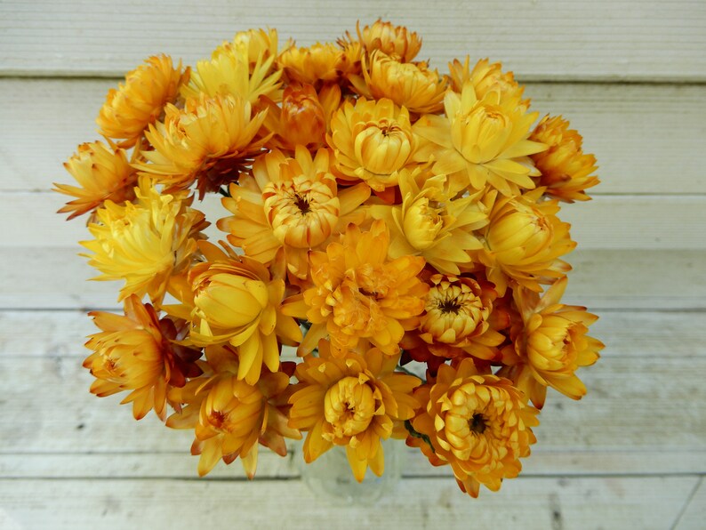 Home Decor Cottage Wildflowers Weddings Rustic Wedding Crafts Floral Supply Dried Straw flowers 25 With Long Wired Stems for Bouquets