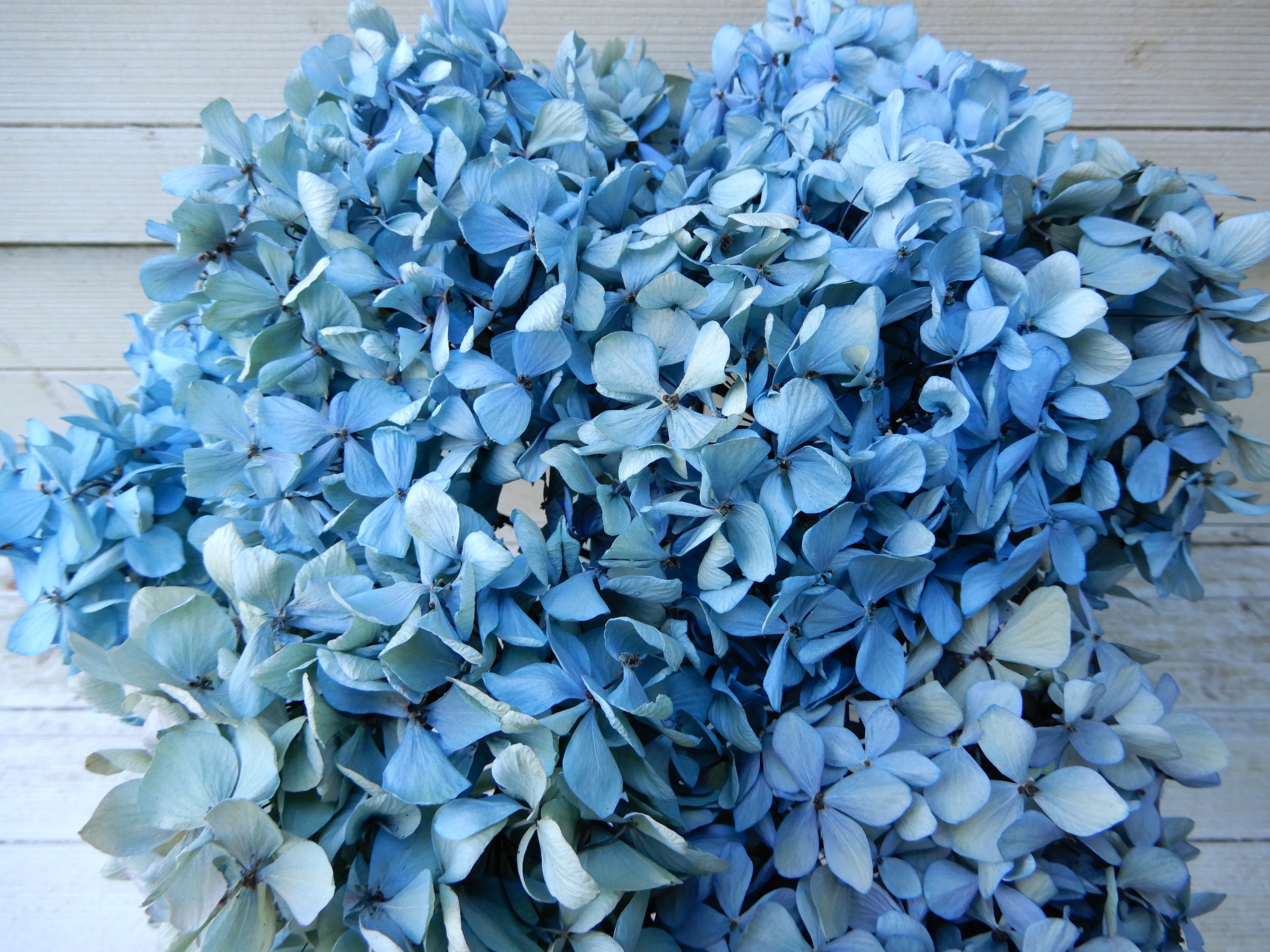 Dried Hydrangea Flowers 8 Stems Light Blue Green and Cream | Etsy