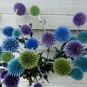 Echinops, Preserved Globe Thistle, Blue, Green, Purple Bouquet, Floral Arrangements, Weddings, Craft, Home Decor, Dried Flowers, Minimalist