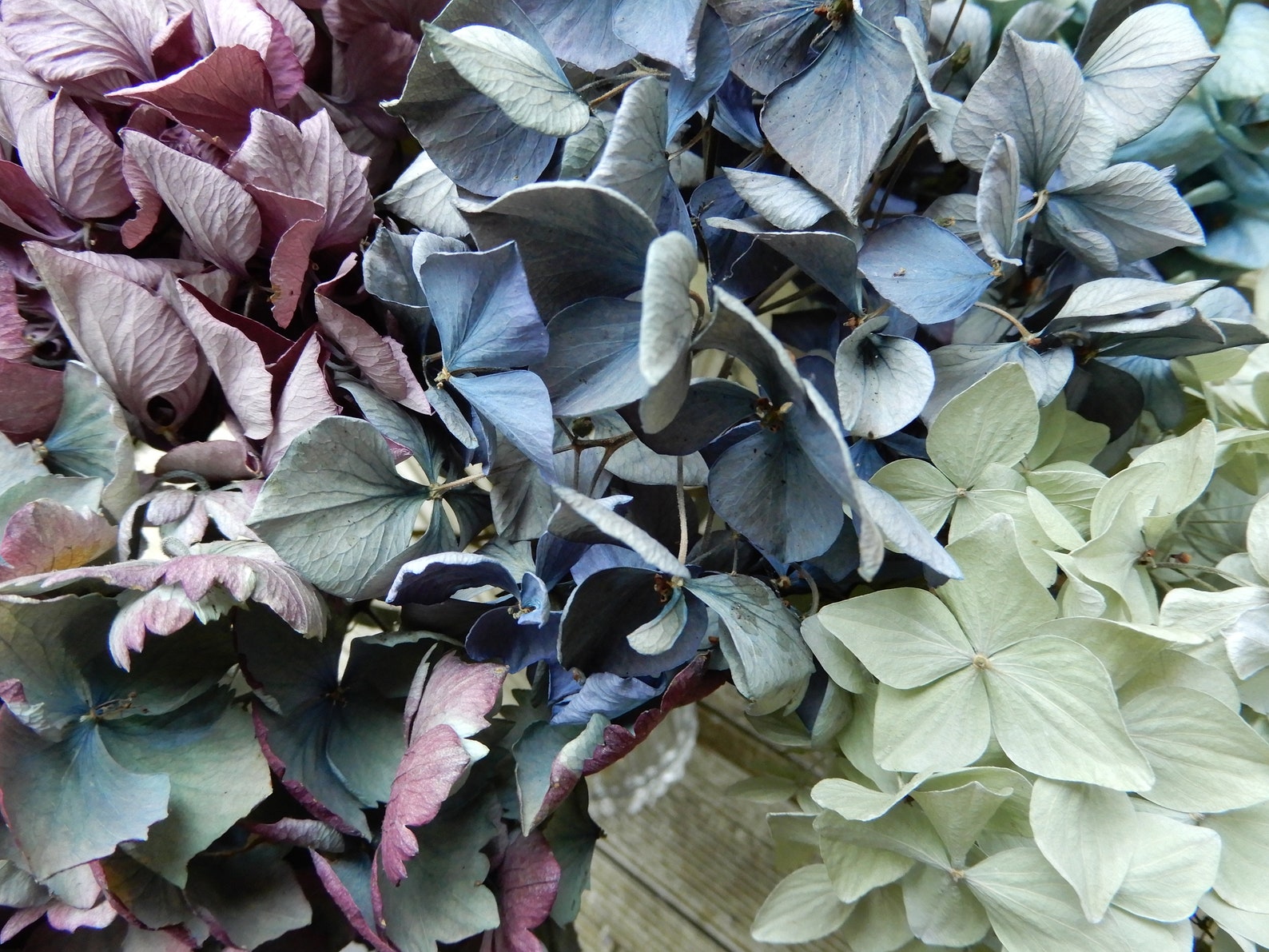 Dried Hydrangea Flowers 12 Stems Light Blue Purple Lavender - Etsy