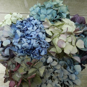 Dried Hydrangea Flowers 8 Long Stems Lt. Blue, Green, Cream, Purple, Wedding, Natural Bouquet, Cottage Craft, Decor Rustic, Floral Gift