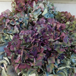 May include: A close-up of a bunch of dried hydrangeas. The flowers are a mix of colours, including deep purple, muted green, and faded blue. The petals have a textured appearance, and the overall aesthetic is rustic and natural.