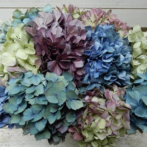 Pode incluir: Um denso cacho de flores de hortênsia com uma mistura de pétalas em tons de azul suave, roxo profundo e verde pálido. As flores estão dispostas em grandes cabeças arredondadas com pétalas sobrepostas, criando um arranjo floral texturizado.
