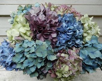 May include: A dense cluster of hydrangea flowers featuring a mix of muted blue, deep purple, and pale green petals. The blossoms are arranged in large, rounded heads with overlapping petals, creating a textured and multi-colored floral display.