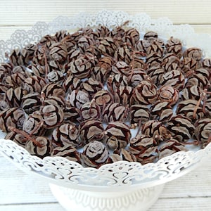 May include: A white ceramic bowl with a lace design rim filled with brown pine cones.