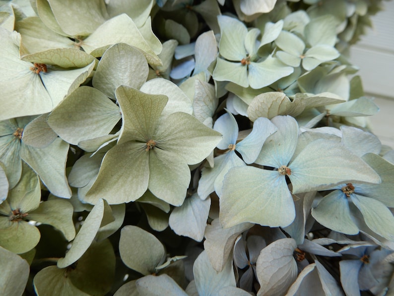 Green and Cream Soft Color Floral Farmhouse Bouquet Dried Hydrangea Flowers 8 Stems Very Light Blue Wedding Rustic Cottage Decor Craft