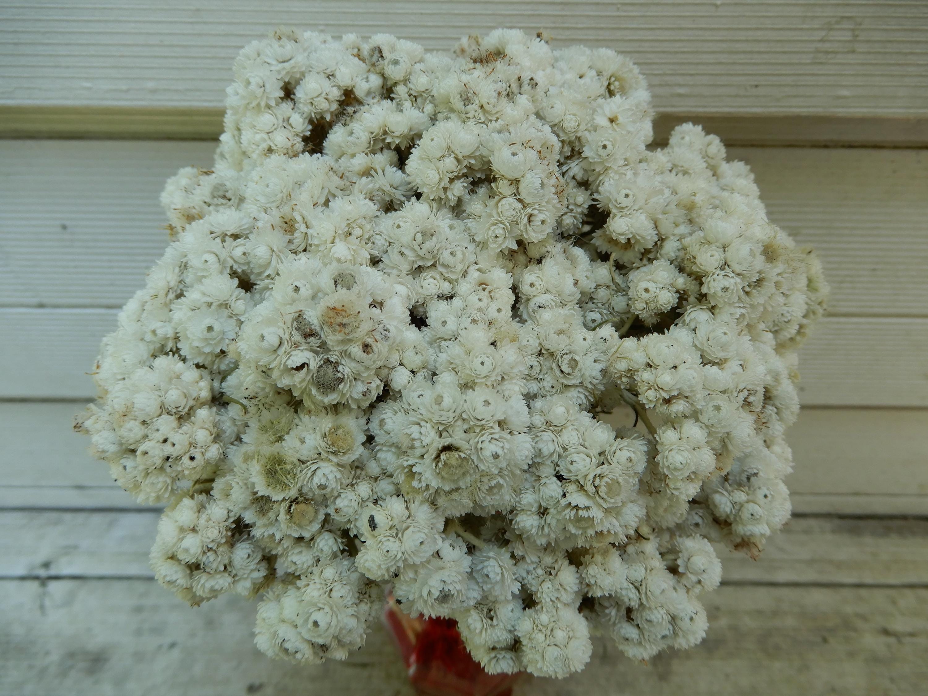 Dried Pearly Everlasting Flower Stems: Rustic Wedding Bouquet