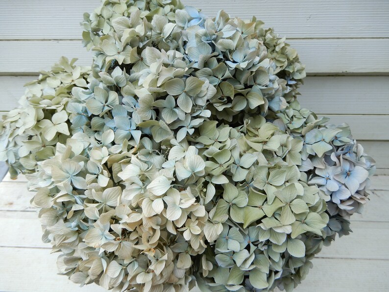 Green and Cream Soft Color Floral Farmhouse Bouquet Dried Hydrangea Flowers 8 Stems Very Light Blue Wedding Rustic Cottage Decor Craft