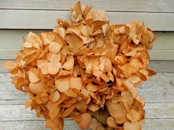 Dried Hydrangea Flowers 