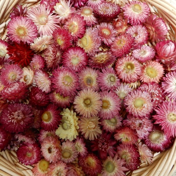 Fiori di paglia essiccati 75+ Fornitura floreale di colore rosa multiplo, Artigianato fai-da-te, Matrimoni, Decorazioni per la casa, Matrimonio rustico, Fiori di campo cottage, Coltivati in casa negli Stati Uniti