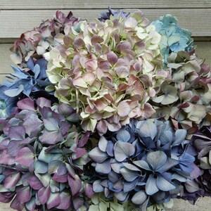 Dried Hydrangea Flowers 12 Stems Light Blue, Purple, Lavender, Cream  Mix for Bouquets, Home Decor, Weddings, DIY Crafts, Farmhouse Florals