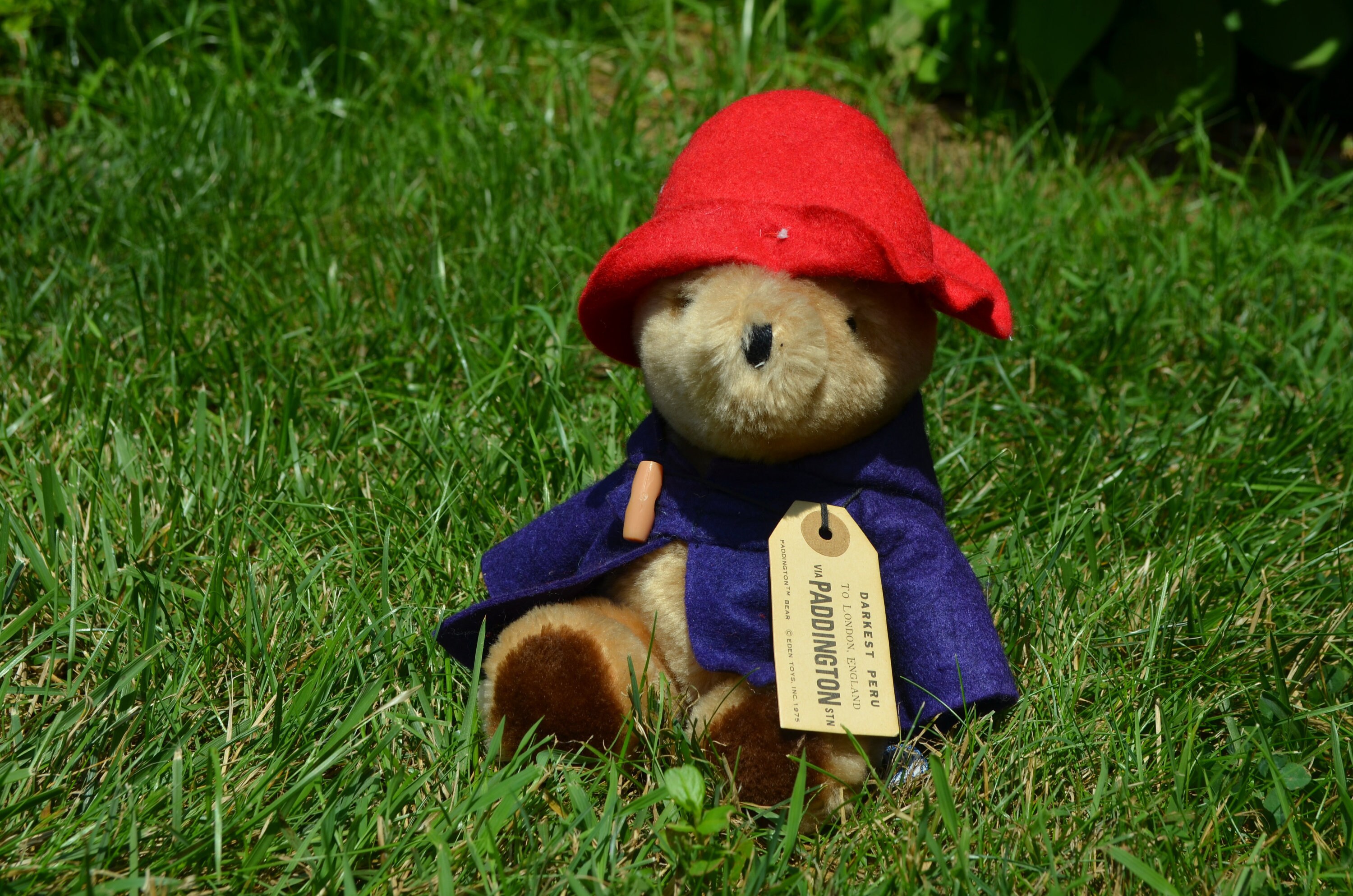 1981 paddington bear
