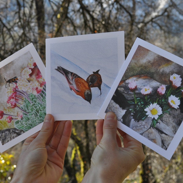 Alpine Wildflower and Bird Card Set - 3  5x5" cards