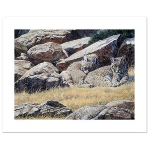 Bobcat Naptime Poster a Wildlife Lover Print a Wild Cat Artwork and Nature Gift for Country Decor a 12&quot;h x 16&quot;w Image on Fine Art Paper