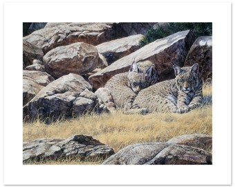Napping Bobcat Pair Watercolor Fine Art Print: (12"h x 16"w image)