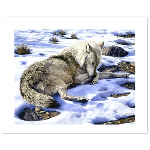 Poster di un lupo gentile raffigurante un lupo innevato, un'opera d'arte sulla fauna selvatica e un regalo per gli amanti degli animali, ideale per decorazioni naturalistiche, un'immagine di 12" di altezza x 16" di larghezza su carta per belle arti.