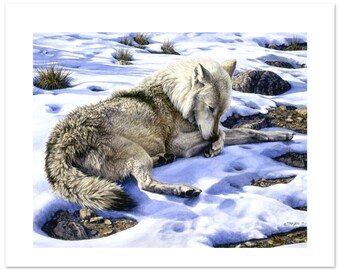 Wolf Cleaning Its Paw Watercolor Fine Art Print (12"h x 16"w image)