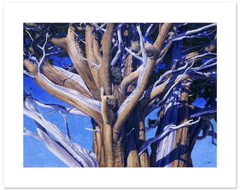 Bobcat Kittens Hiding in Western Juniper Tree Fine Art Print (12"h x 16"w image)