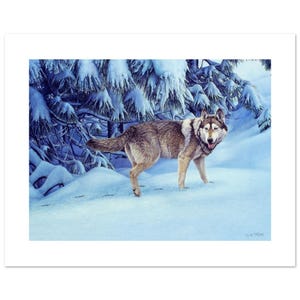 Poster di lupo vivace raffigurante una neve invernale, un'opera d'arte sulla fauna selvatica e un regalo per gli amanti dei lupi, ideale per decorazioni naturalistiche, un'immagine di 12" di altezza x 16" di larghezza su carta per belle arti.