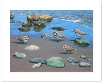 Snowy Plover Shorebirds on a Beach Fine Art Print (12"h x 16"w Image)