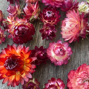 Dried Strawflower heads // Wreath making // Altar and wedding decor // Organic strawflowers