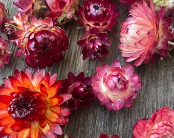 Dried Strawflower heads // Dried flowers for Wreath making // Flower wedding decor // Organic strawflowers