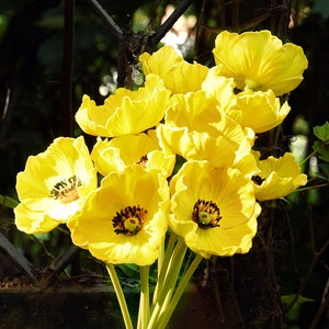 Puede incluir: Un ramo de flores de amapola de seda amarilla en un jarr&oacute;n de vidrio transparente con una etiqueta blanca que dice "Blue Mountains Cactus".