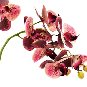 Real Touch Artificial Butterfly Orchid, Tropical Berry Pink, 27.6&quot; (2 Stems)