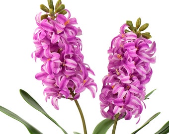 Real Touch Hyacinth (Fuchsia) Artificial Flowers ‘Petals Feel and Look like Fresh Hyacinth' Wedding, Home Decor, Arrangment 2 Stems