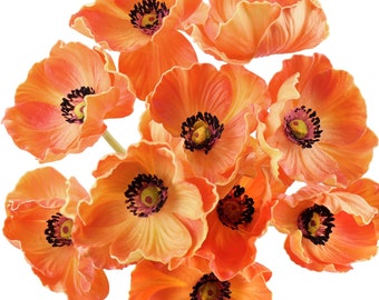 Puede incluir: Un ramo de diez flores de amapola naranja con centros oscuros. Las flores están dispuestas en un racimo, con algunas superpuestas.