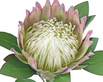 Chestnut Floral White King Protea Silk Tropical Artificial Flowers 2.5 ft Tall 1 Stem - FiveSeasonStuff Floral