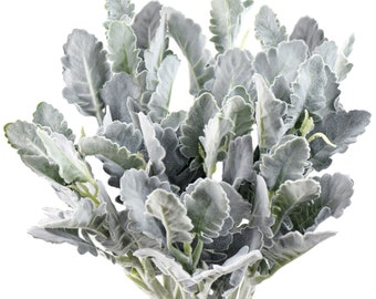 12 Stems 14 inches Tall Dusty Miller Artificial Greenery Bush Plants for Wedding Flower Fillers DIY Bouquets and Floral Arrangements